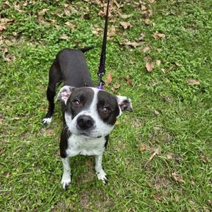 Leela, Pit Bull Terrier / Mixed Breed, adult, available for adoption