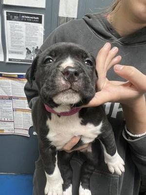 Maple, Pit Bull Terrier / Mixed Breed, puppy, available for adoption