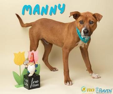 Manny, Feist / Mixed Breed, young, available for adoption
