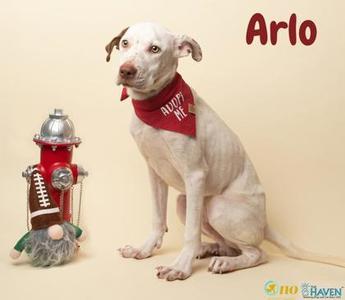 A white dog named Arlo wearing a red bandana with the text "ADOPT ME" on it, sitting next to a small toy fire hydrant.
