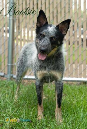 Bootsie, Australian Cattle Dog / Blue Heeler / Mixed Breed, adult, available for adoption