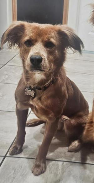 Loki, Golden Retriever / Mixed Breed, young, available for adoption