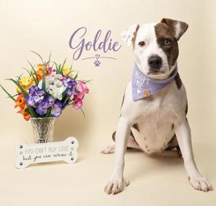 A dog named Goldie wearing a purple bandana, sitting next to a vase of flowers and a sign that says 'You can't buy love, but you can rescue it.'