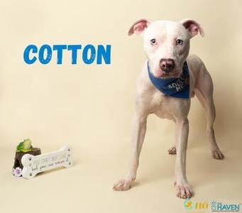 A white dog with a blue bandana stands on a beige background. The word "COTTON" is written in blue above the dog. To the left, there is a bone-shaped object with a small green frog on top.