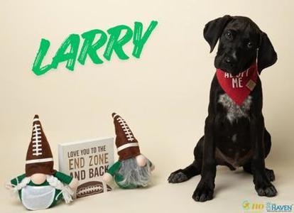 A black dog wearing a red bandana with the text "LOVE ME" sits next to two football-themed gnomes and a book titled "LOVE YOU TO THE END ZONE AND BACK". The name "LARRY" is written in green above the dog.