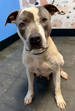 CARTER, Pit Bull Terrier, available for adoption