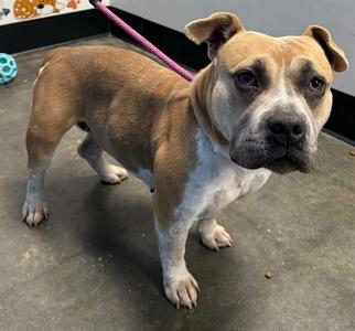 AGGIE, American Pit Bull Terrier Mix, available for adoption
