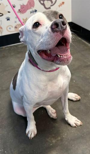 HARLENE, Pit Bull Terrier, adult, available for adoption