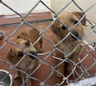 A012117, Chihuahua - Smooth Coated and Yorkshire Terrier, available for adoption