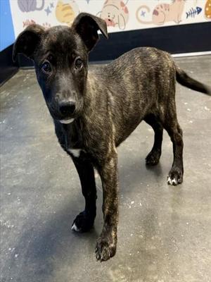 CEDAR, Dutch Shepherd Mix, puppy, available for adoption