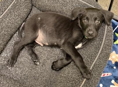 A black puppy lying on a gray blanket with a blue blanket with snowflakes and stars pattern on the side.