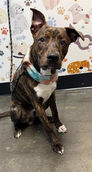 ARCHIE, Pit Bull Terrier Mix, available for adoption