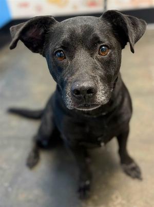 DOLLY, Australian Cattle Dog Mix, available for adoption