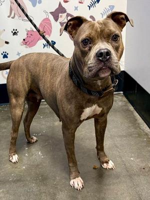 AMBROSE, Pit Bull Terrier Mix, available for adoption