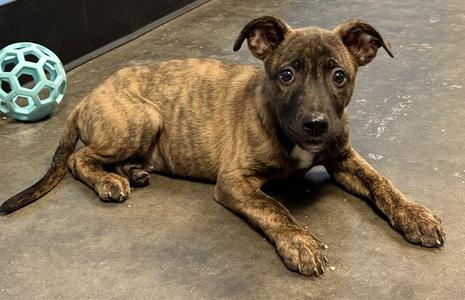 HAYSTACK, Dutch Shepherd Mix, puppy, available for adoption