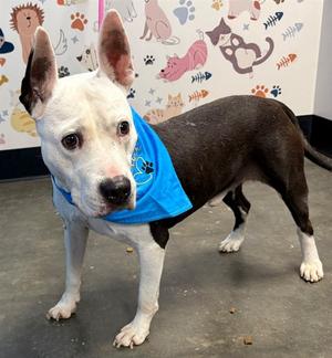 HAWTHORNE, Pit Bull Terrier, available for adoption