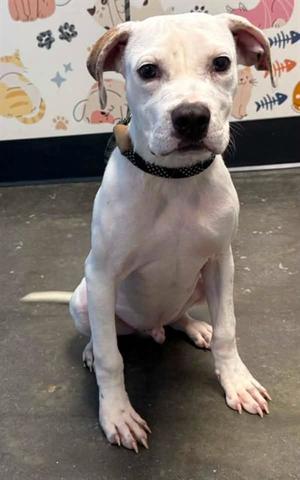 BILLY DALE, Labrador Retriever and Pit Bull Terrier, puppy, available for adoption