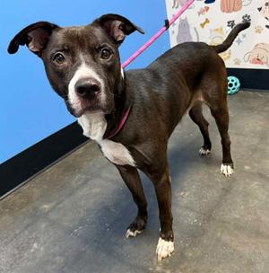 CASPIAN, Pit Bull Terrier, available for adoption