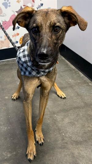 CLEMSON, German Shepherd Dog Mix, young, available for adoption