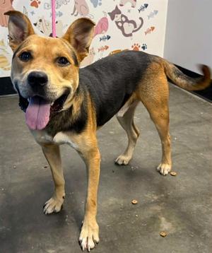 LURCH, Pit Bull Terrier Mix, available for adoption