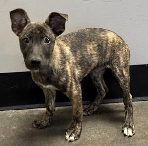 LEAF, Dutch Shepherd Mix, puppy, available for adoption