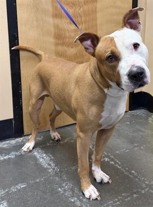 LEONARD, Pit Bull Terrier, available for adoption