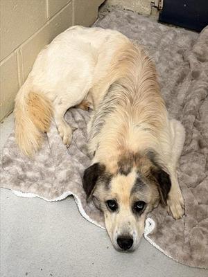 A light-colored dog with a fluffy coat is lying on a soft, gray blanket. The dog has a white face with patches of brown and black fur around its eyes and ears. Its ears are floppy, and it is looking directly at the camera with a calm expression. The background consists of a concrete wall and a blue object, possibly a door or container.