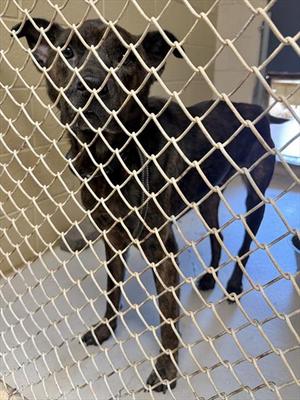 BERT, Labrador Retriever Mix, senior, available for adoption
