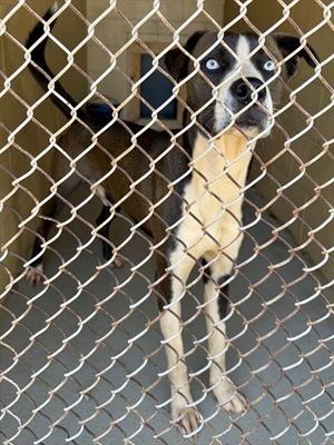 CASPER, Pit Bull Terrier Mix, adult, available for adoption