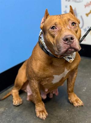 A brown pitbull with a white patch on its chest, wearing a bandana, sitting on a concrete floor.
