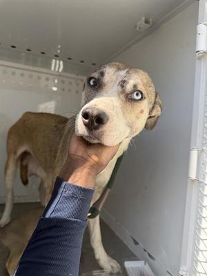 A dog with blue eyes and a brown and white coat being held by a person's hand.