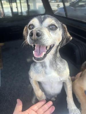 A373165, Terrier, young, available for adoption