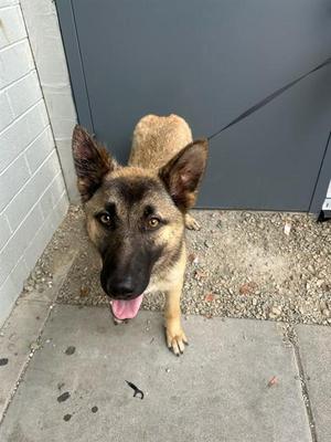 A German Shepherd dog standing on a concrete surface, looking up with its mouth open and tongue out, wearing a leash.