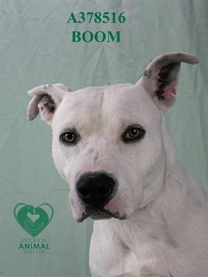 A white dog with brown eyes and a black nose, named Boom, is looking directly at the camera. The background is a light green color with the text "A378516 BOOM" and a logo for Stockton Animal Services.