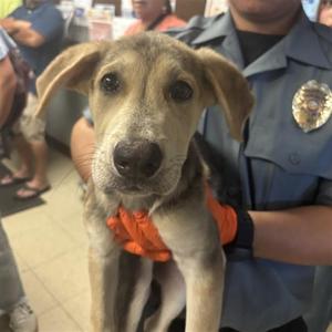 CERA, German Shepherd Dog, puppy, available for adoption