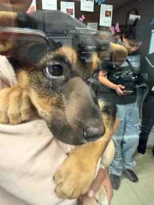 AZULA, German Shepherd Dog, young, available for adoption