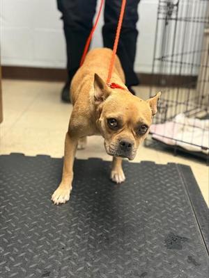CARRIE, Terrier / Mixed Breed, young, available for adoption