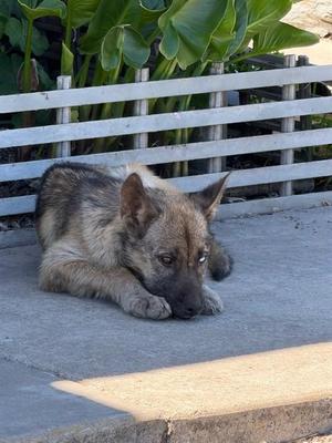 BABY DUKE, Australian Shepherd, puppy, available for adoption