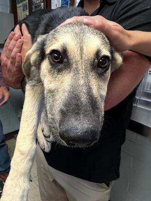 AMY WONG, German Shepherd Dog, young, available for adoption