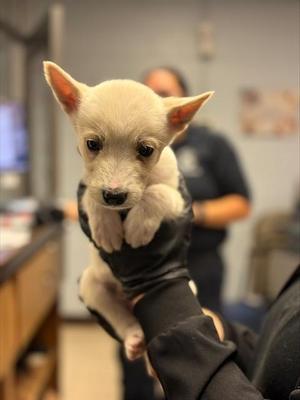 A377937, Siberian Husky / Mixed Breed, puppy, available for adoption