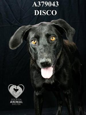 DISCO, Labrador Retriever, young, available for adoption