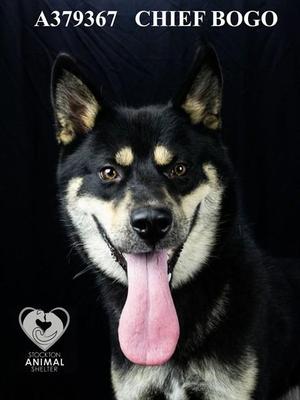 CHIEF BOGO, Siberian Husky / Mixed Breed, adult, available for adoption