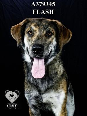 A brindle dog with a pink tongue sticking out, looking directly at the camera. The dog has a black background and the text "A379345 FLASH" is displayed at the top. The logo of the Animal Care and Control of NYC is in the bottom left corner.