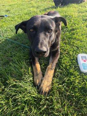 A375578, German Shepherd Dog / Australian Cattle Dog / Blue Heeler, young, available for adoption