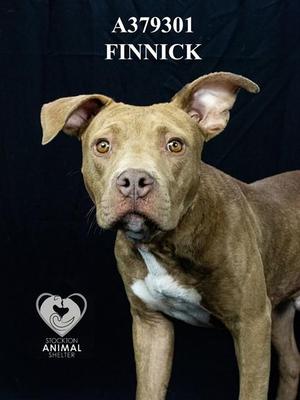 FINNICK, Pit Bull Terrier, young, available for adoption