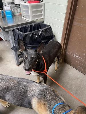 CHINA, German Shepherd Dog, young, available for adoption