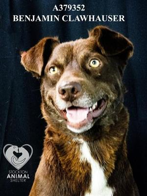 BENJAMIN CLAWHAUSER, Australian Cattle Dog / Blue Heeler, young, available for adoption