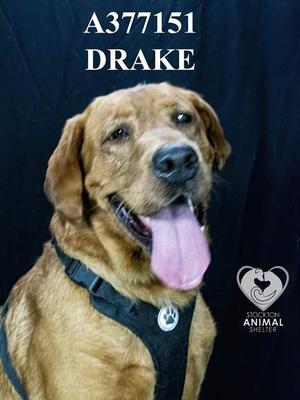 DRAKE, Labrador Retriever, adult, available for adoption