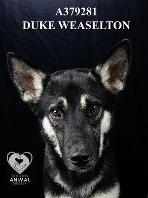 A black and white dog with pointed ears and a black nose, looking directly at the camera. The text above the dog reads "A379281 DUKE WEASELTON". In the bottom left corner, there is a logo with a heart and the text "ANIMAL SHELTER".