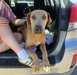 BENITO (BEN), Labrador Retriever / Mixed Breed, young, available for adoption